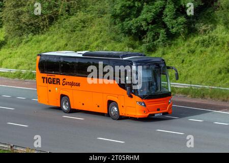 2022 Diesel 9000 cc Tiger European Scania single-deck orange coach; travelling at speed on the M6 motorway in Greater Manchester, UK Stock Photo