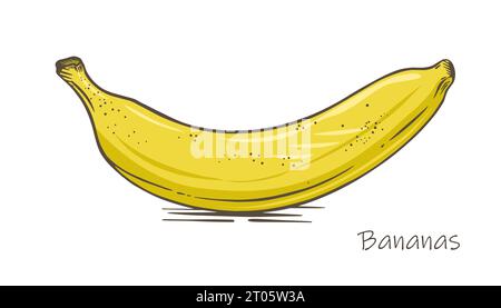 Banana sketch style. Tropical fruit. Doodle color illustration. Isolated on white background. Vector. Stock Vector