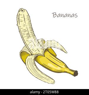 Peeled banana sketch style. Tropical fruit. Doodle color illustration. Isolated on white background. Vector. Stock Vector