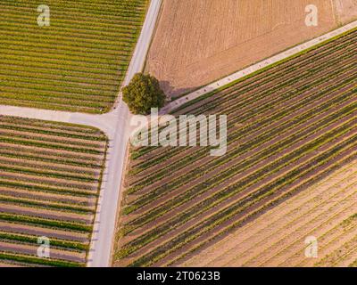 Rural area field paths with tree and rows of vines in a vineyard area Stock Photo