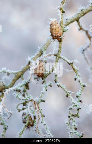 Larix decidua Horstmann's Recurved, European larch, frost covered cones in mid-winter Stock Photo