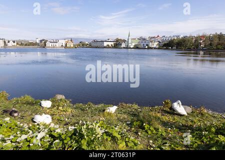 Swans and other birds on Lake Tjornin Reykjavik, a lake in Reykjavik city centre in summer; Reykjavik Iceland Europe. Stock Photo