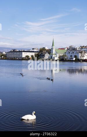 Swans and other birds on Lake Tjornin Reykjavik, a lake in Reykjavik city center in summer; Reykjavik Iceland Europe. Stock Photo