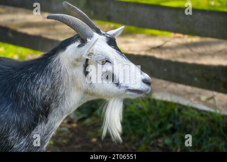 A close up of a black and white goat. Stock Photo