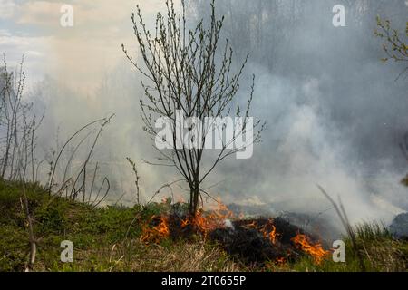 Fire in forest. Smoke and fire in nature. Burning garbage. Illegal landfill is on fire. Stock Photo