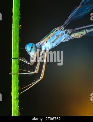 extreme macro image of blue damsel fly Stock Photo