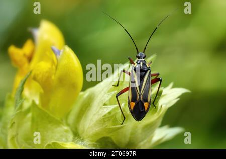 Hadrodemus m-flavum - mirid bug on the flowering plant Greater yellow rattle Stock Photo