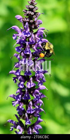 Female Common Eastern bumblebee (Bombus impatiens) with pollen baskets feeding on nectar of 'May Night' salvia in a New England garden Stock Photo