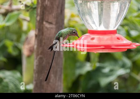 Black-tailed Trainbearer (Lesbia victoriae) on a hummingbird feeder in Ecuador Stock Photo