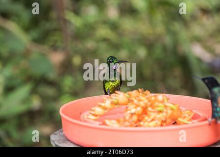 Empress Brilliant (Heliodoxa imperatrix) on a fruit feeder in Ecuador Stock Photo