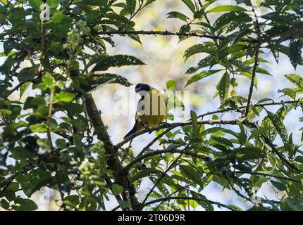 Perched Hooded Mountain Tanager (Buthraupis montana) in Ecuador Stock Photo