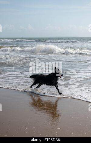 Flat coated setter  running on the beach in Bournemouth at the end of September 2023 Stock Photo