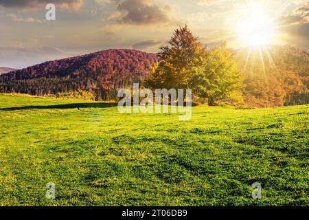 mountain autumn landscape at sunset. few trees on hillside meadow. beautiful countryside scenery in evening light Stock Photo