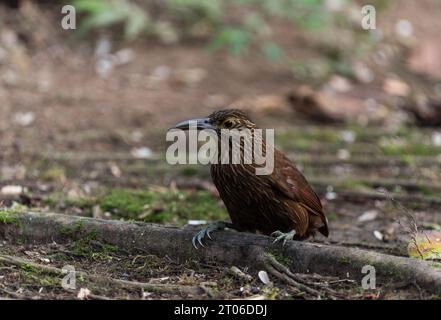 Resting Strong-billed Woodcreeper (Xiphocolaptes promeropirhynchus) in Ecuador Stock Photo