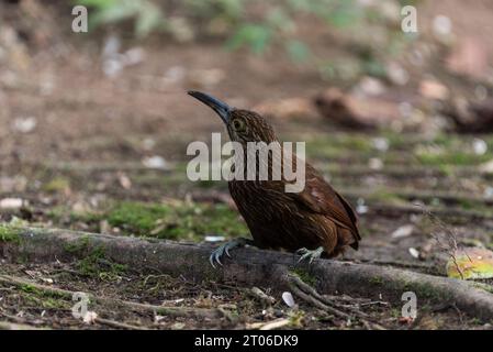 Resting Strong-billed Woodcreeper (Xiphocolaptes promeropirhynchus) in Ecuador Stock Photo