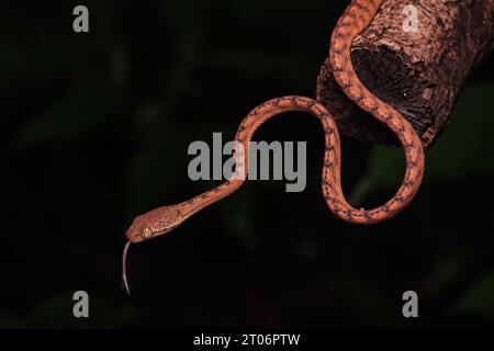 Beddome's Cat Snake (Boiga beddomei) Stock Photo