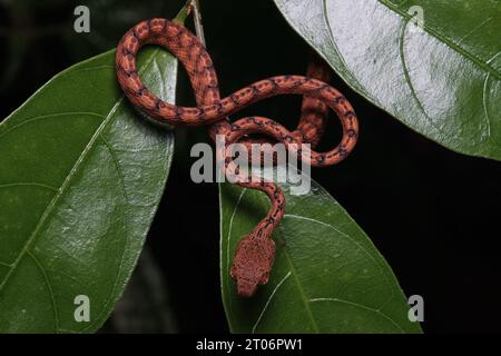 Beddome's Cat Snake (Boiga beddomei) Stock Photo