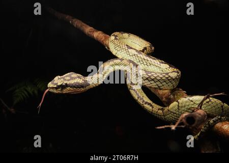 Sri Lankan Green Pit Viper (Craspedocephalus trigonocephalus) Stock Photo