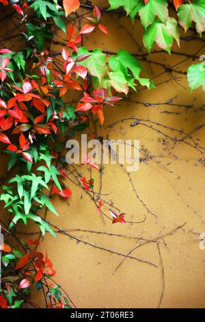 Autumn scenery in the city with ivy covered in red leaves intertwined with terracotta-colored walls Stock Photo