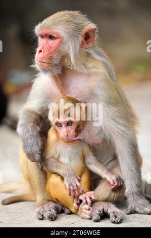 October 4, 2023, Sylhet, Bangladesh: Rhesus Macaque monkey at the  geologist chasnipir (R) Shrine premises in Sylhet, Bangladesh. World Animal Welfare Stock Photo