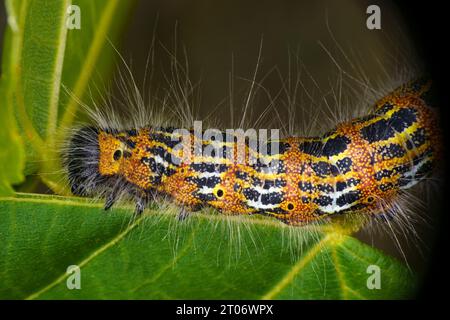 Phalera bucephala Family Notodontidae Genus Phalera Buff-tip moth caterpillar wild nature insect photography, picture, wallpaper Stock Photo
