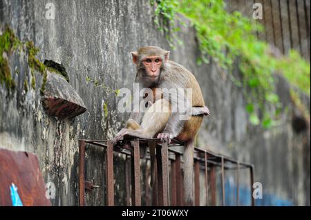 Sylhet, Bangladesh. 4th Oct, 2023. Rhesus Macaque monkey at the geologist chasnipir (R) Shrine premises in Sylhet, Bangladesh. World Animal Welfare Day is a global initiative for the welfare of animals that educates people about the significant role of animals in nature and their importance for maintaining the ecological balance. on October 4, 2023 in Sylhet, Bangladesh. (Credit Image: © Md Rafayat Haque Khan/eyepix via ZUMA Press Wire) EDITORIAL USAGE ONLY! Not for Commercial USAGE! Stock Photo