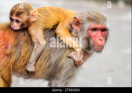 Sylhet, Bangladesh. 4th Oct, 2023. Rhesus Macaque monkey at the geologist chasnipir (R) Shrine premises in Sylhet, Bangladesh. World Animal Welfare Day is a global initiative for the welfare of animals that educates people about the significant role of animals in nature and their importance for maintaining the ecological balance. on October 4, 2023 in Sylhet, Bangladesh. (Credit Image: © Md Rafayat Haque Khan/eyepix via ZUMA Press Wire) EDITORIAL USAGE ONLY! Not for Commercial USAGE! Stock Photo