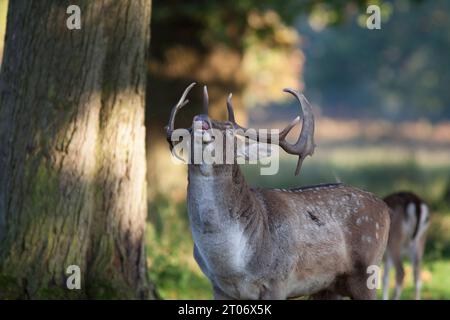Stag deer bellowing during rutting season in autumn at Dunham Massey Stock Photo