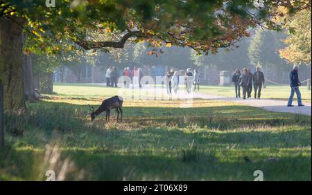Young stag fallow deer in Dunham Massey park with people walking past Stock Photo