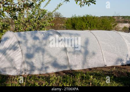 Low arched greenhouse in garden. Vegetable bed with seedlings covered with a portable spunbond cold frame to keep humidity and against ground frost in Stock Photo