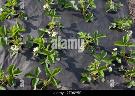 Garden strawberry, white flowers and buds with green leaves, close-up. Bushes of flowering strawberries in garden. Mulching soil with black spunbond, Stock Photo