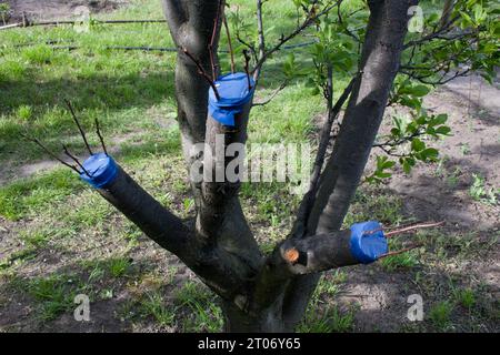 A gardener covers the cut of a fruit tree with orchard wax to prevent  disease Stock Photo - Alamy