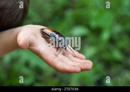 large Madagascar cockroach siting on palm of child. Closeup of huge cockroach in hand on background of green grass. Exotic pet. Entomology. Outdoor. Stock Photo