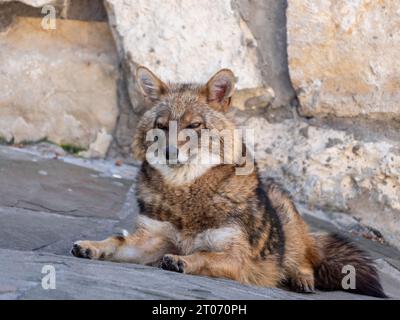 Golden jackal in nature tracks down prey, portrait. Stock Photo