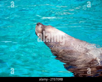 Very cute spotted seal pops up in the waves. Stock Photo