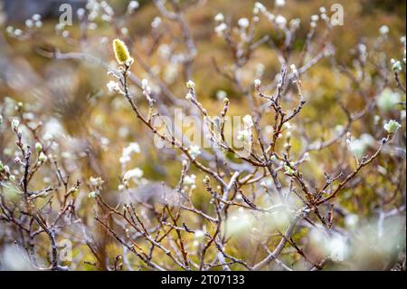 Close-up beautiful willow blossom salix plant in Iceland Stock Photo