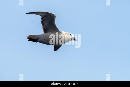 Northern fulmar bird flying in the sky in the sea between Greenland and Iceland, in the Arctic Stock Photo