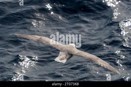 Northern fulmar bird flying over the sea between Greenland and Iceland, in the Arctic Stock Photo