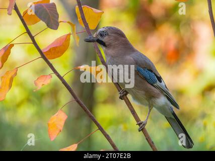 Bird jay close-up sitting on a branch among the red autumn leaves in the autumn forest Stock Photo