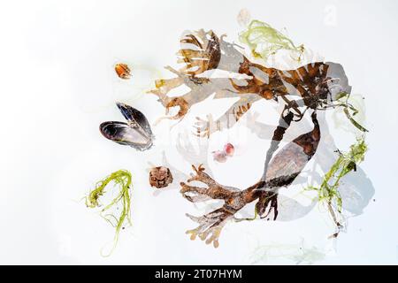 Abstract composition of seaweed, shells, sand and stranded goods as double exposure on a light background, concept for environmental protection of sea Stock Photo