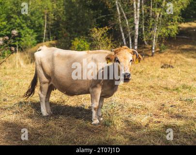 The Busha is a breed or group of breeds of small short-horned cattle distributed in south-eastern Europe Stock Photo