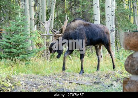 Bull moose in rut Stock Photo
