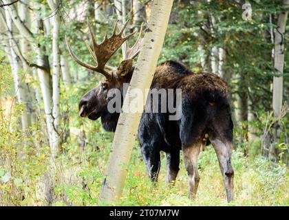 Bull moose in rut Stock Photo