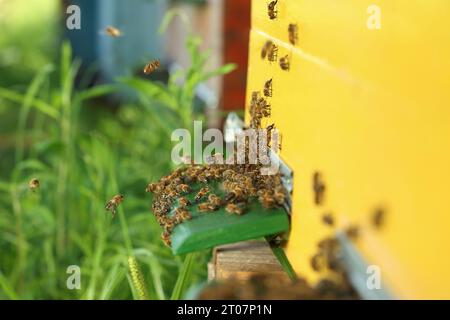 Closeup view of wooden hive with honey bees on sunny day Stock Photo