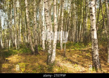 Birch trees in forest on mountain on sunny autumn day Stock Photo
