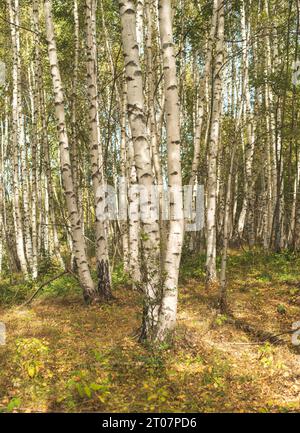 Birch trees in forest on mountain on sunny autumn day Stock Photo