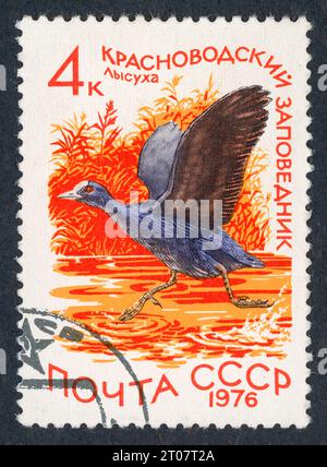 The Eurasian coot (Fulica atra), also known as the common coot, or Australian coot, in Russian 'лысуха' or 'лыска'. 'Красноводский заповедник' – Krasnovodsk Reserve, USSR, now Hazar Nature Reserve, Turkmenistan. Postage stamp issued in the USSR in 1976. Stock Photo