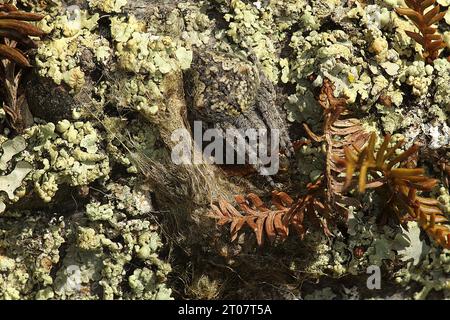 Knobbled orbweb spiders (Socca sp.) amidst lichens on nikau palm trunk Stock Photo