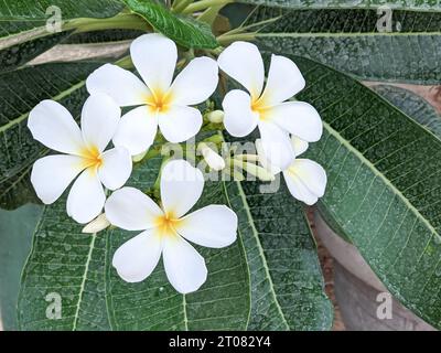 White frangipani flower plumeria alba Stock Photo