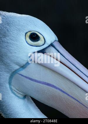 Up close, isolated portrait of Australian pelican on black background Stock Photo